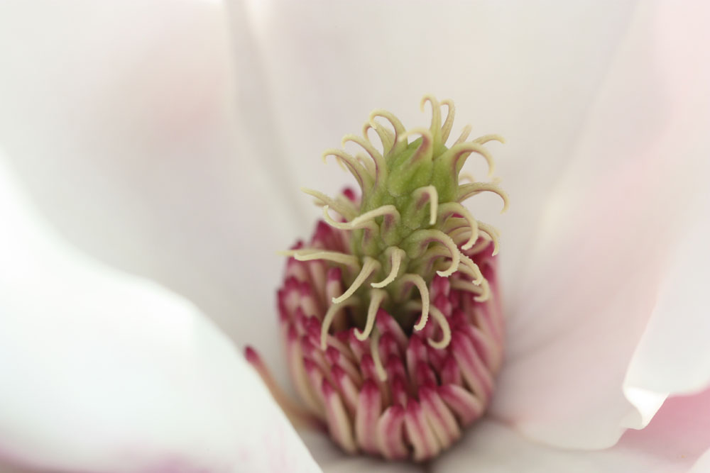 magnolia