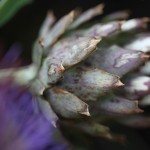 2010 05 Sep_4883_artichoke