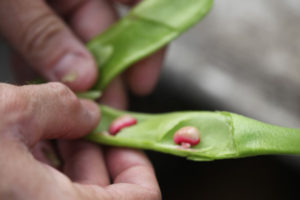 2010 05 Sep_4985_beans