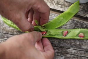 2010 05 Sep_4986_beans