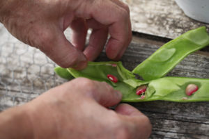 2010 05 Sep_4987_beans