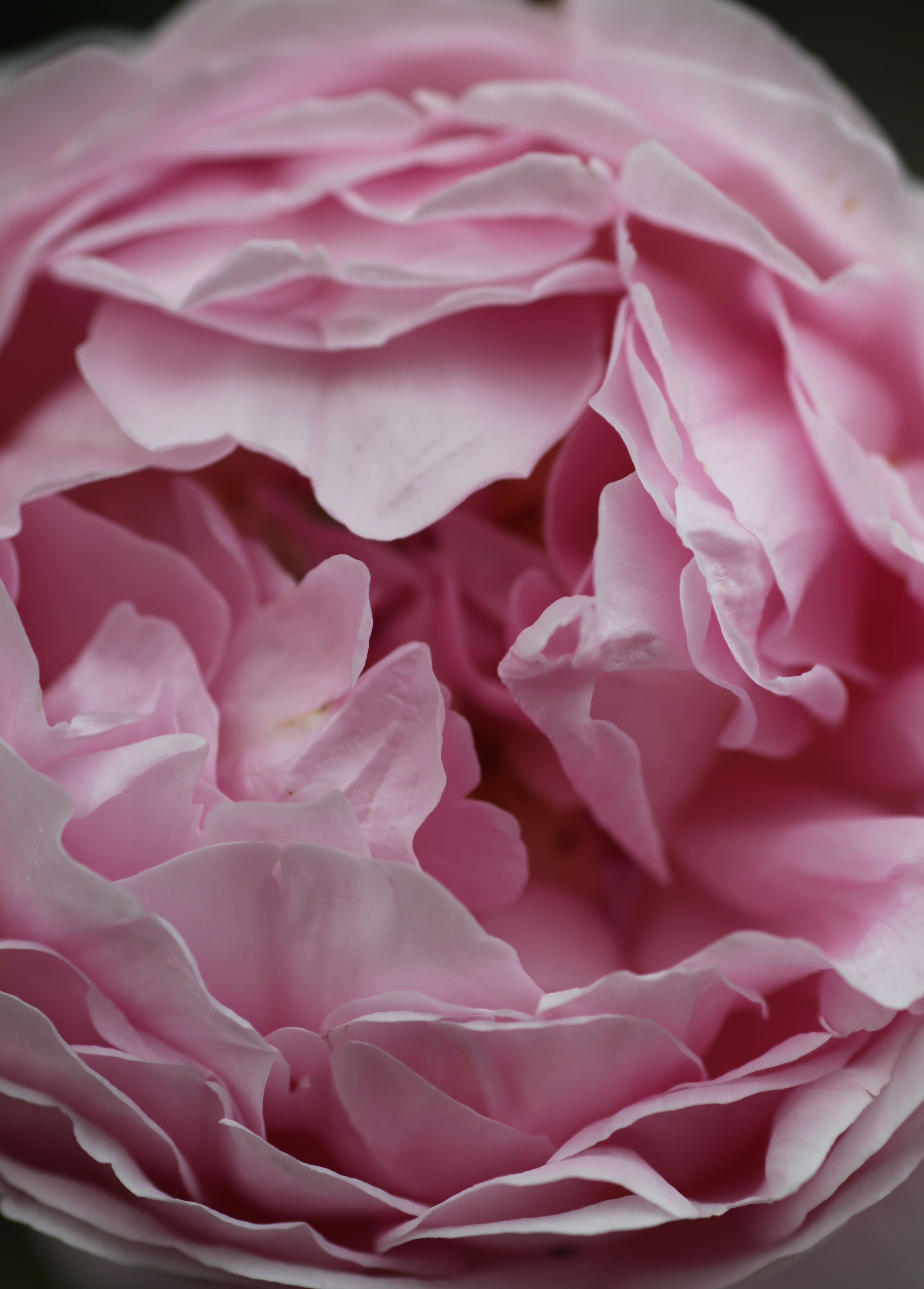 roseball_9749 The Water