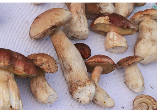 boletus_edulis_2010 06 Nov_0205_