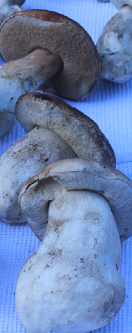 long_boletus_ edulis_2010 06 Nov_0185_blue