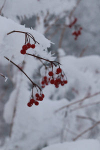 berries_2010 02 Dez_2554_