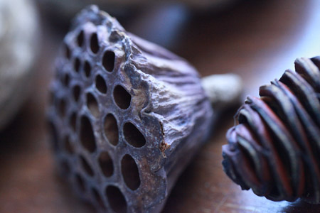 seeds_2010 06 Dez_3430__