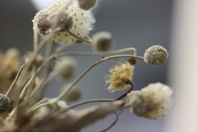 Seeds in blue