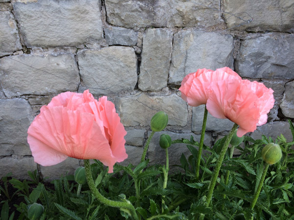 poppies