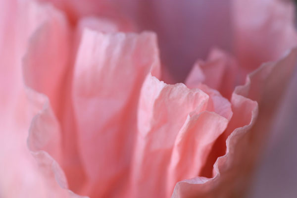 poppy_1