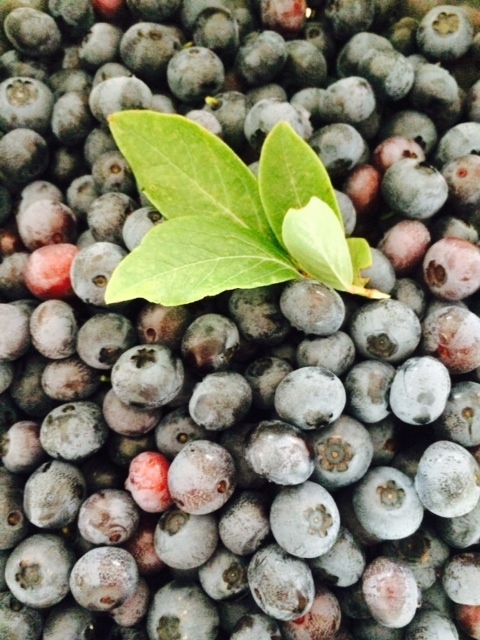 blueberries_1